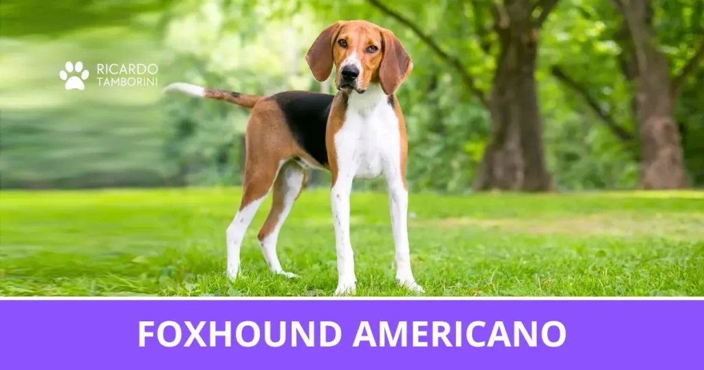 Foxhound Americano