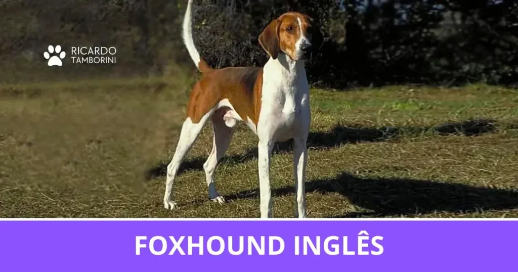 Foxhound Inglês