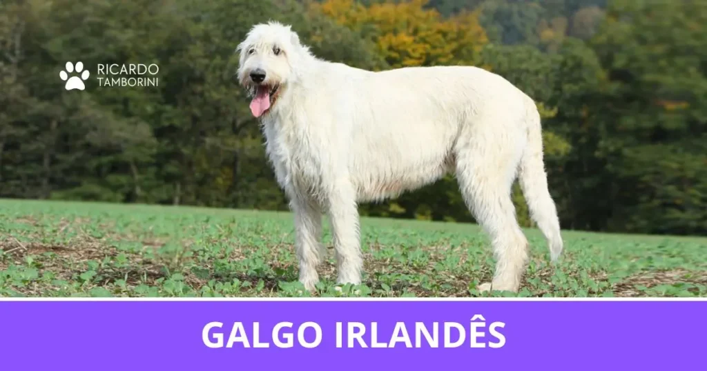 Galgo Irlandês