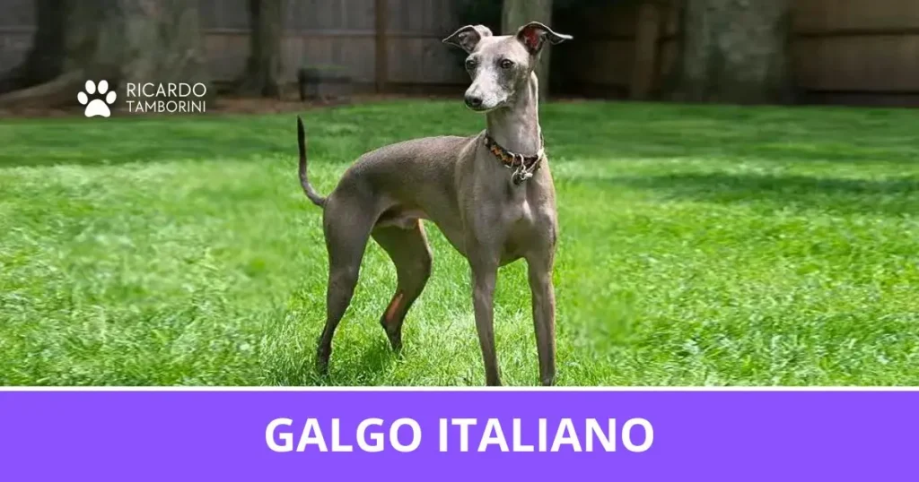 Galgo Italiano