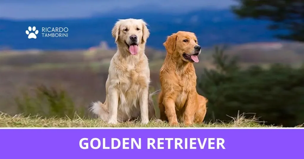 Golden Retriever