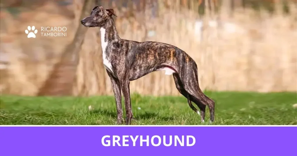 Greyhound
