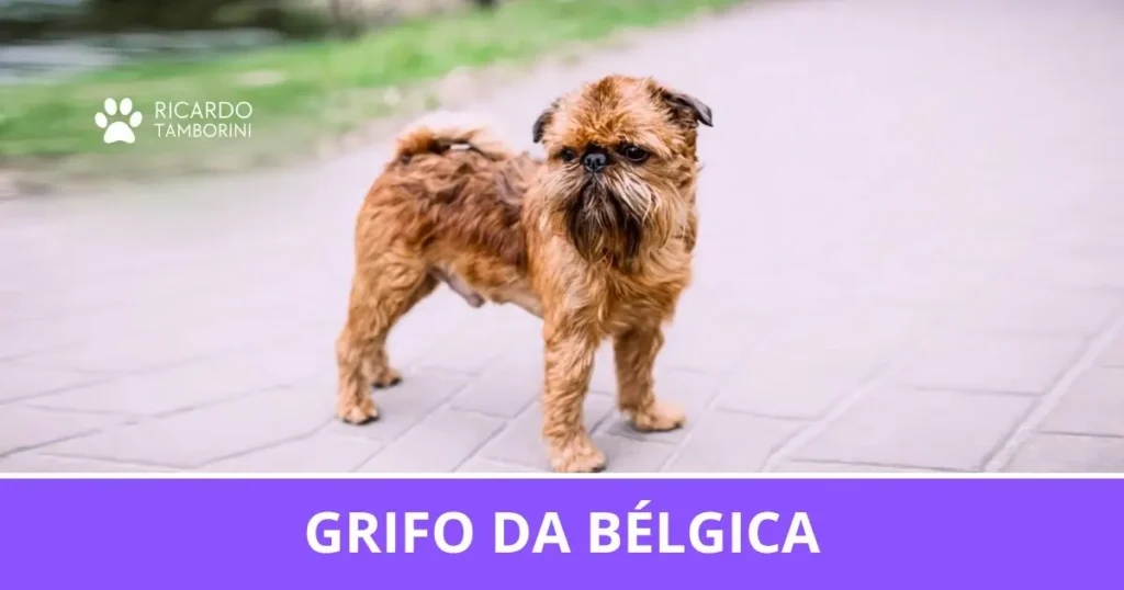 Grifo da Bélgica