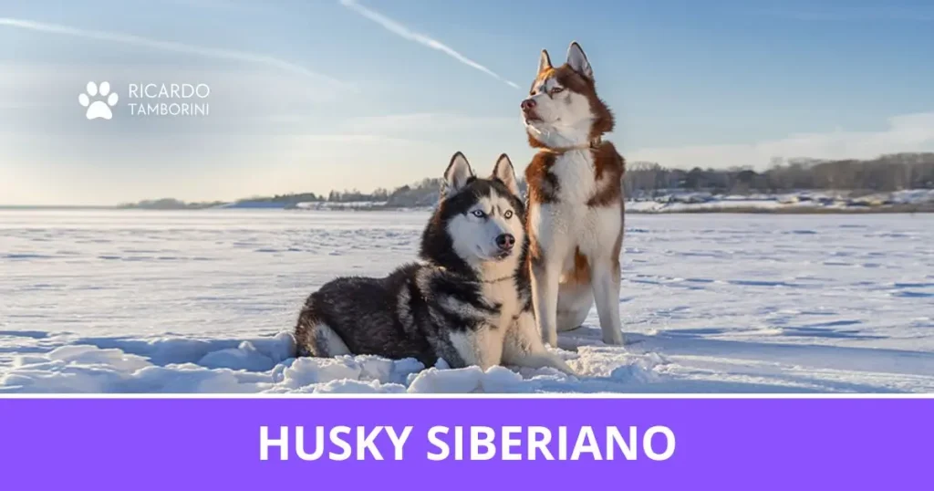 Husky Siberiano
