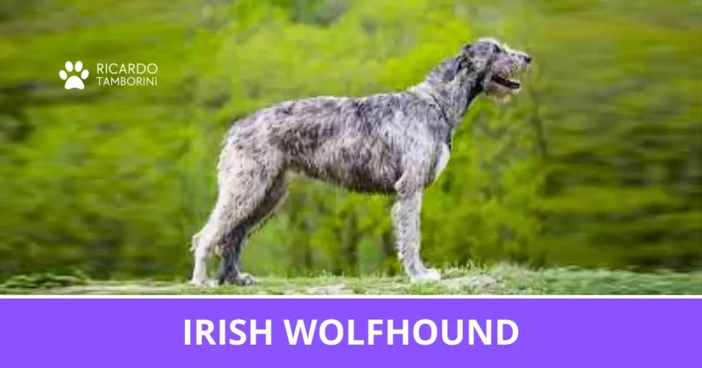 Irish Wolfhound