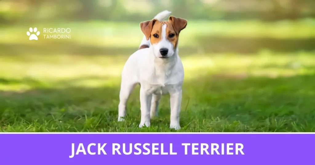 jack-russell-terrier