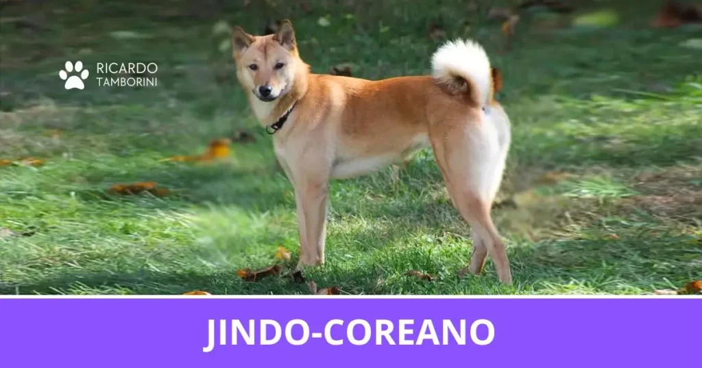 Jindo-Coreano