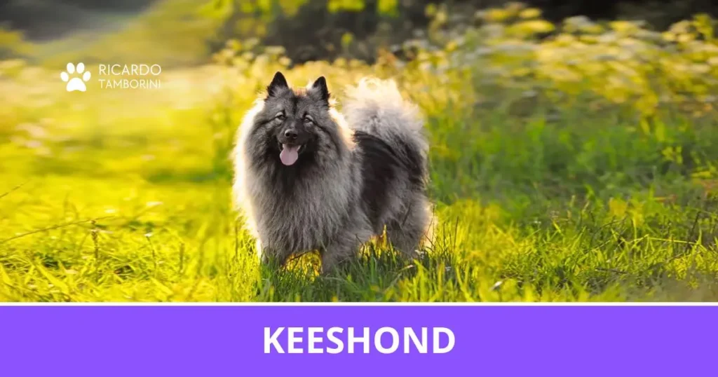 Keeshond
