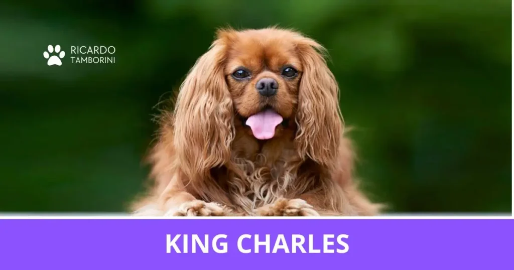 King Charles