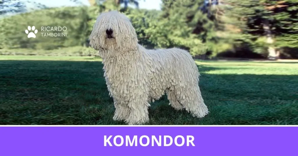 Komondor