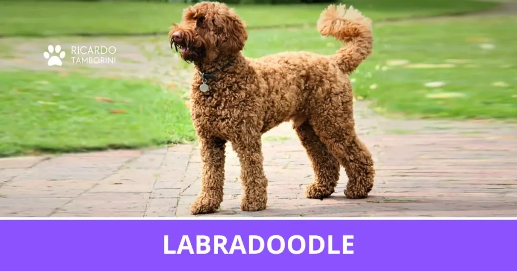 Labradoodle