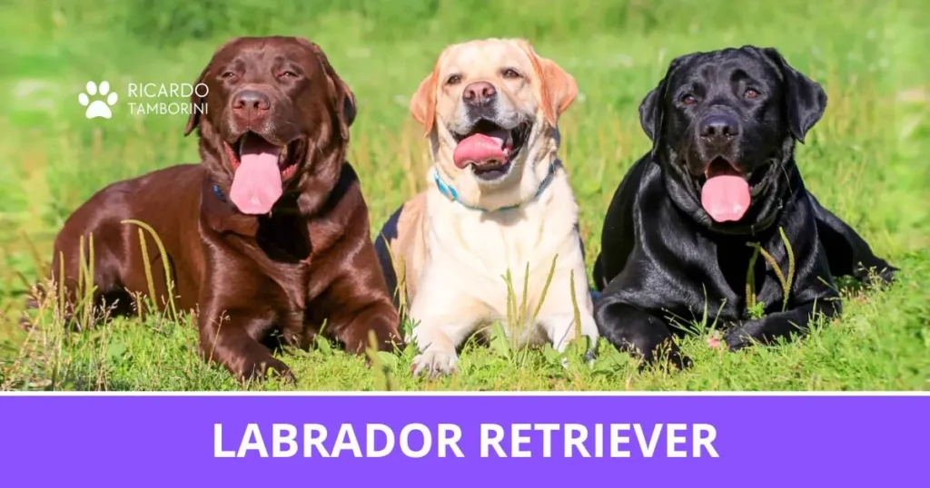 Labrador Retriever