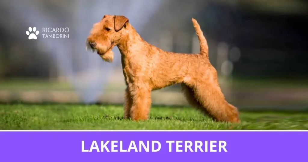 Lakeland Terrier