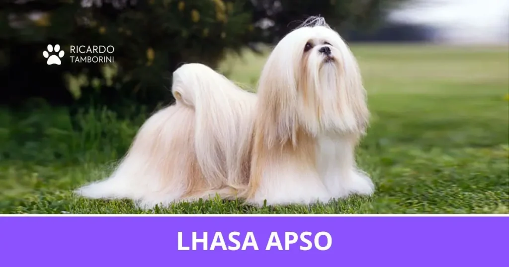Lhasa Apso