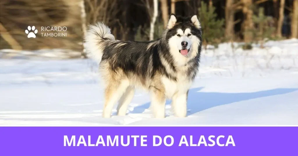 Malamute do Alasca
