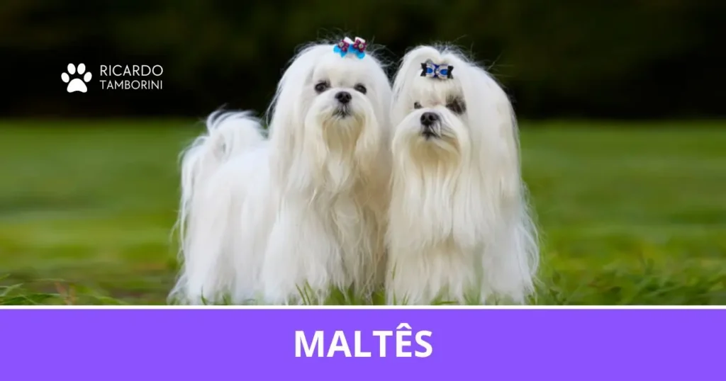Maltês