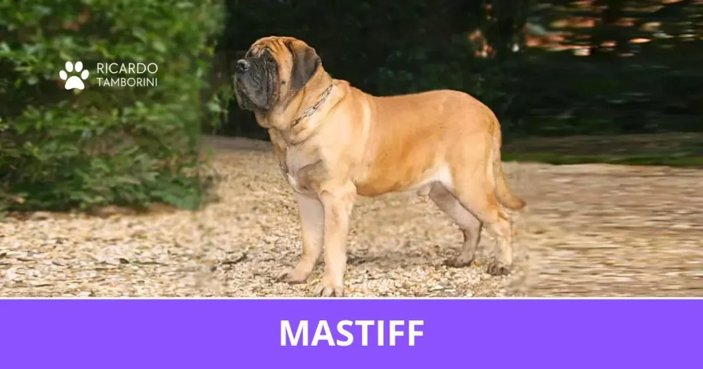 Mastiff