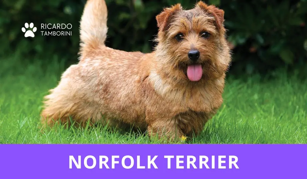 Norfolk Terrier