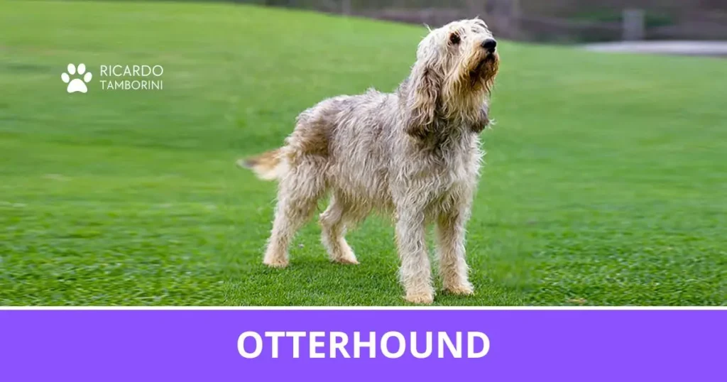 Otterhound