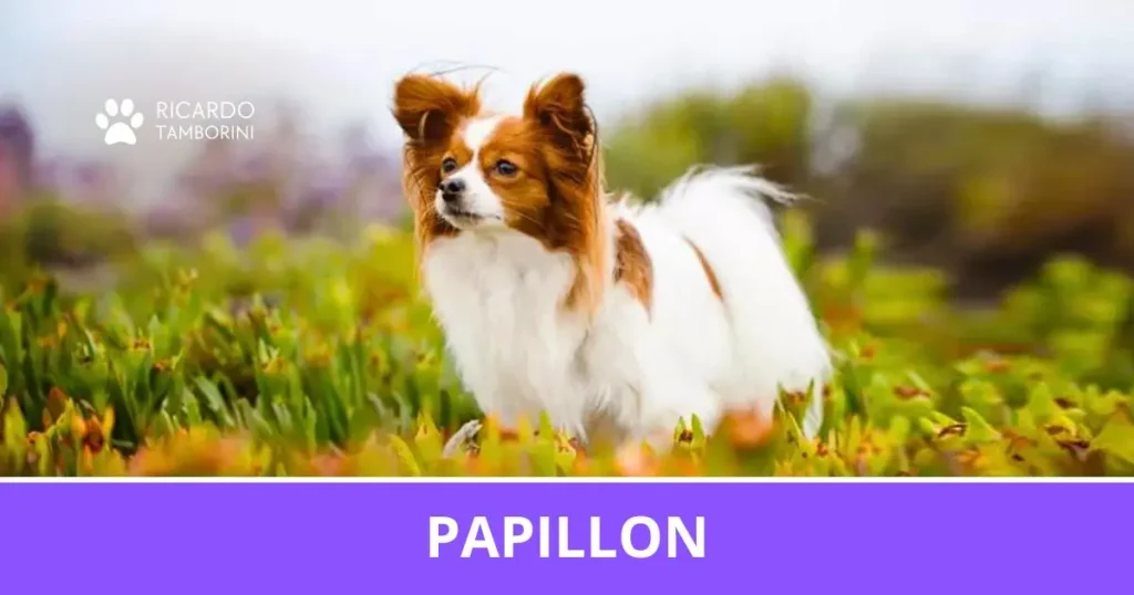 Papillon