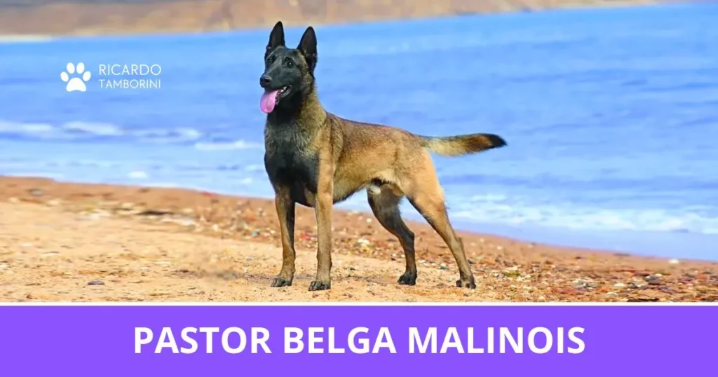 Pastor Belga Malinois