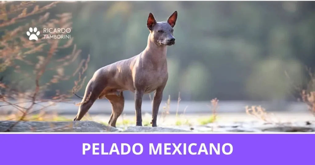 Pelado Mexicano