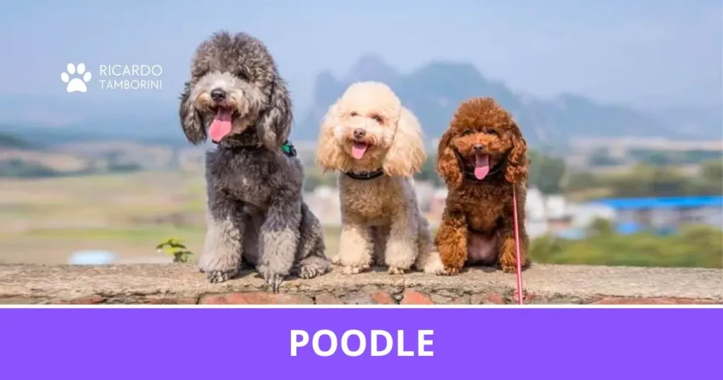 Poodle