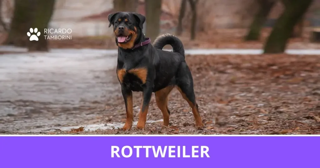 Rottweiler