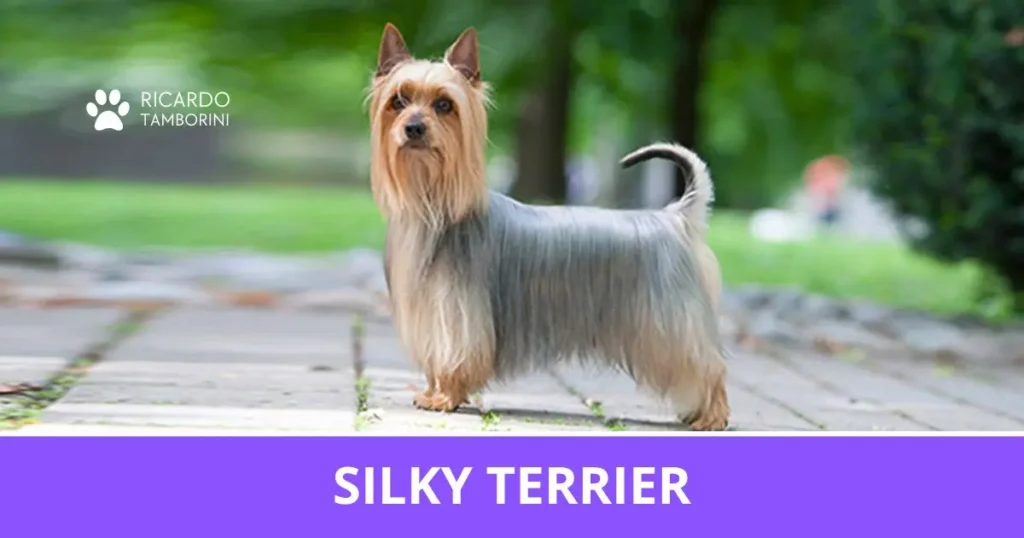 Silky Terrier