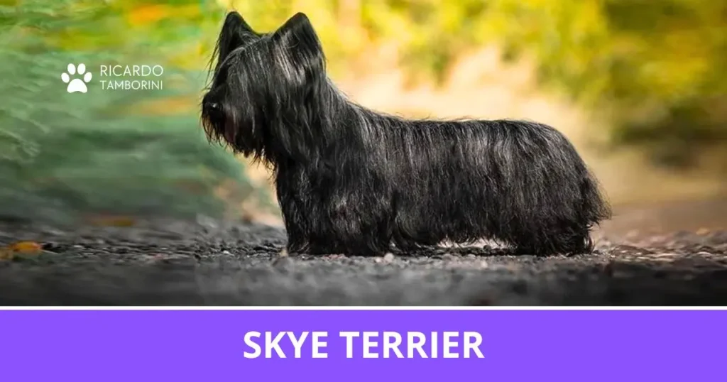 Skye Terrier