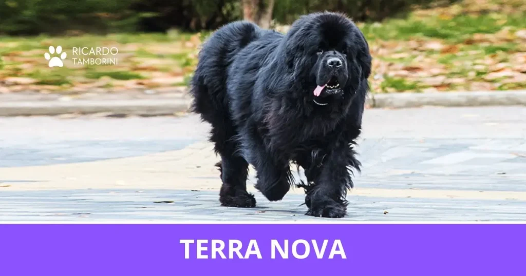Terra Nova