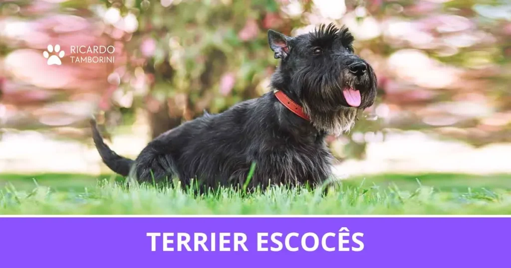 Terrier Escocês