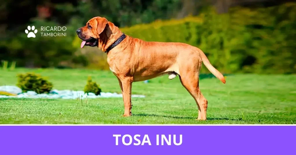 Tosa Inu