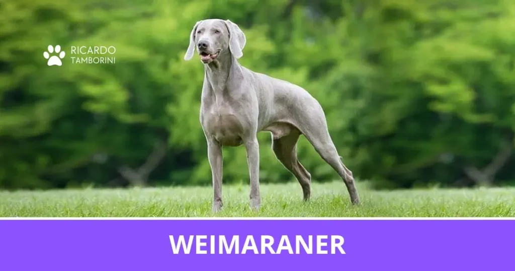 Weimaraner