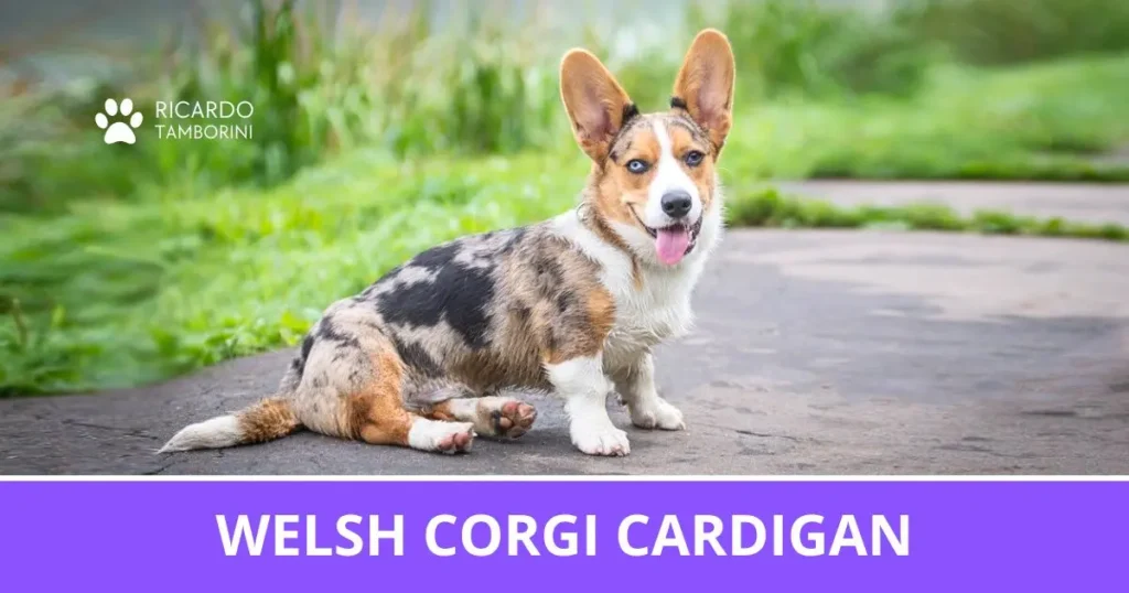 Welsh Corgi Cardigan