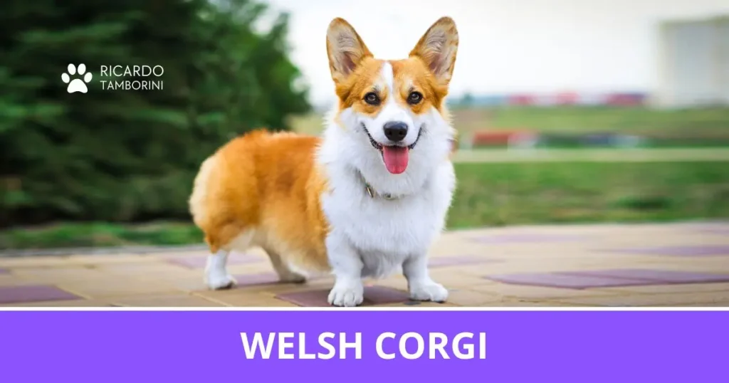 Welsh Corgi