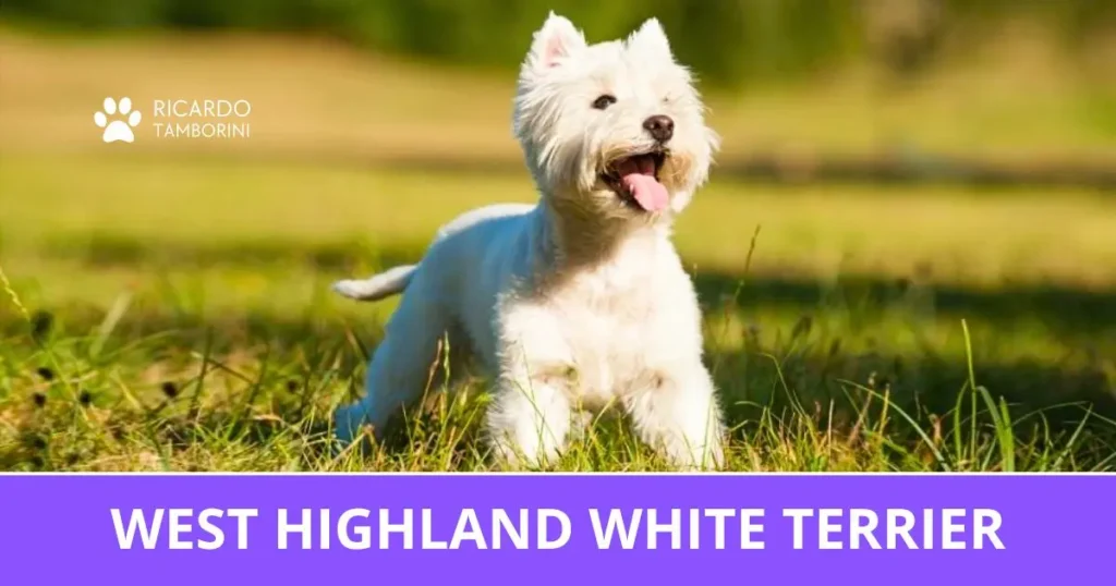 West Highland White Terrier