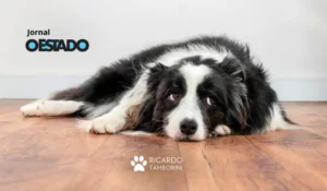 reconheça as reações caninas