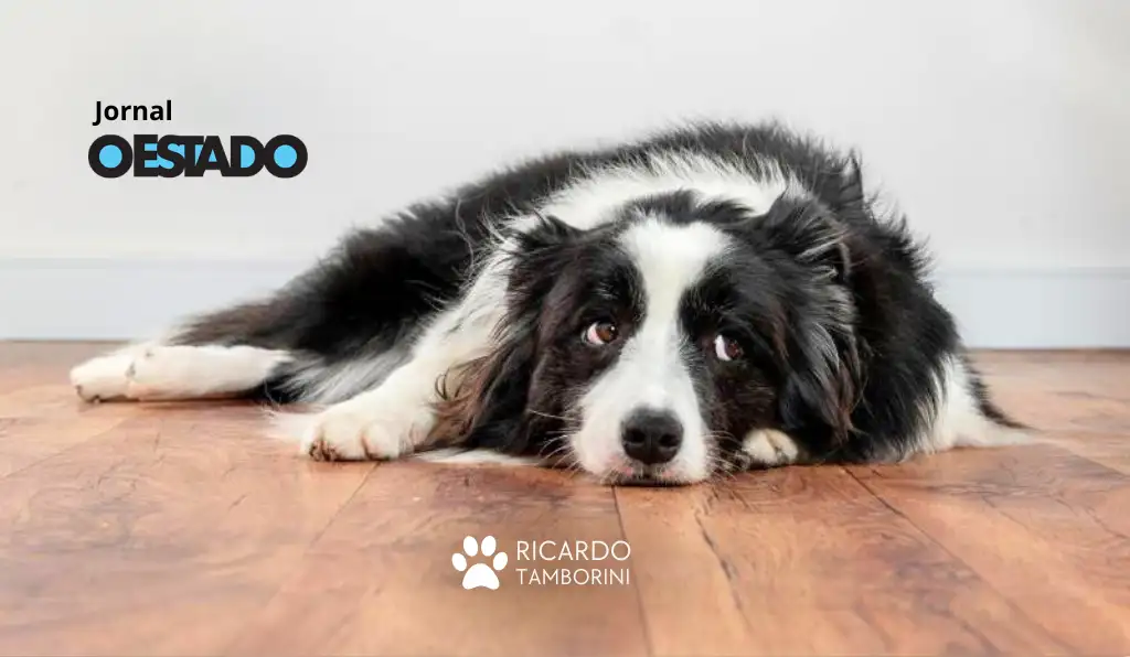 reconheça as reações caninas