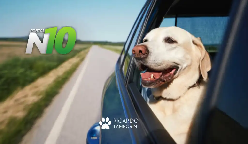 cachorro com a cabeça para fora da janela do carro