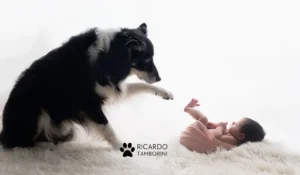convivência entre cães e bebês recém-nascidos