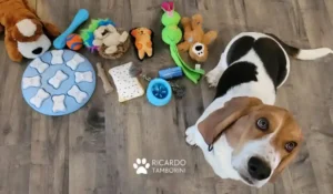 brinquedos para cães