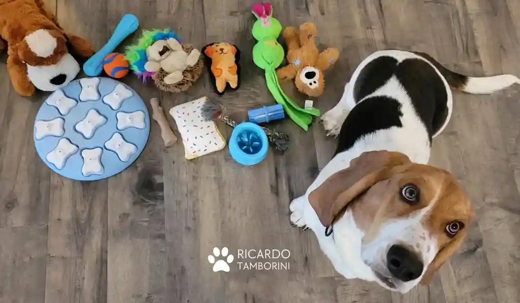 brinquedos para cães