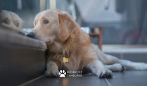 cão pode estar infeliz