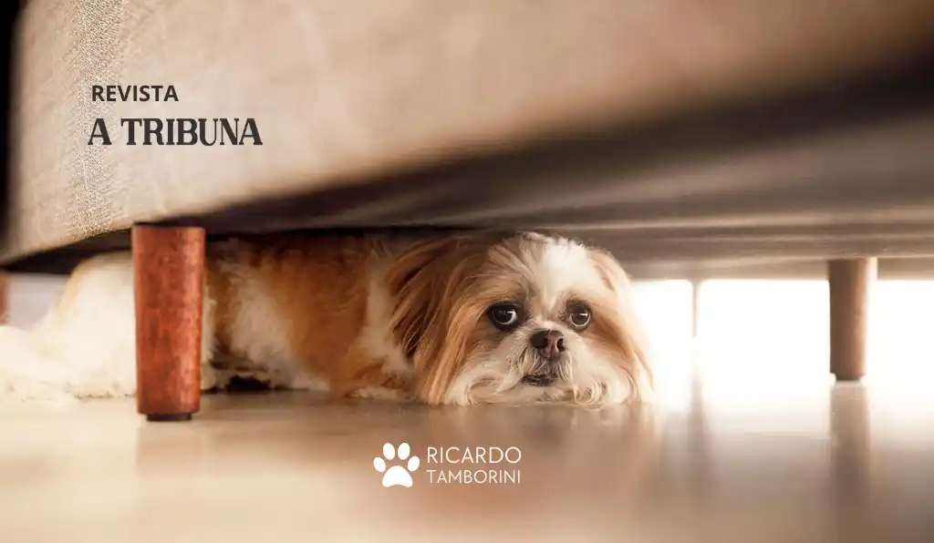 cães com medo de rojões