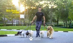 comportamento do cachorro