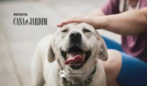 truques para fazer seu cão te obedecer