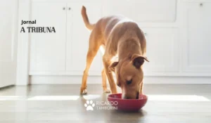 cachorro come demais