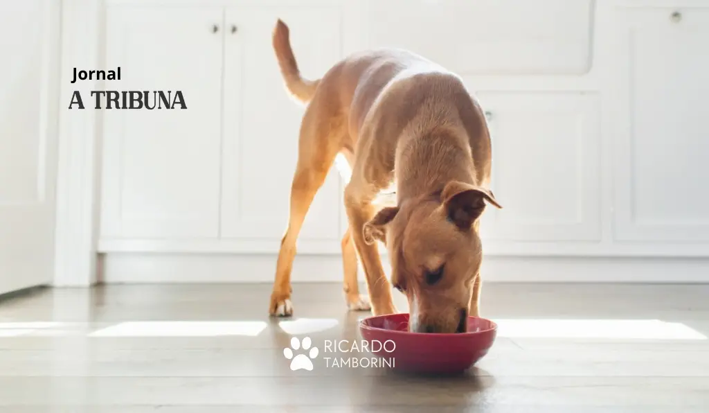 cachorro come demais