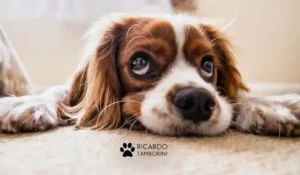 como controlar o ciúme do seu cão